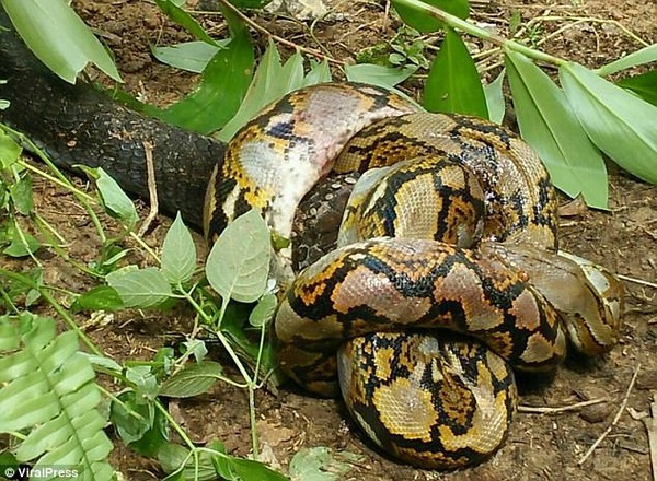 Cuộc chiến giữa rắn hổ mang chúa và trăn kéo dài 3 tiếng, với phần thắng nghiêng về rắn độc